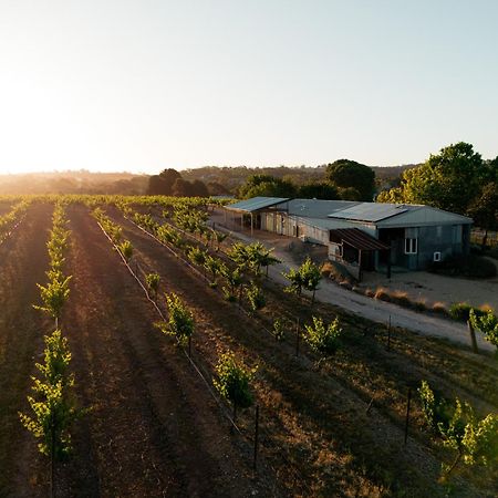 Bed In A Shed Vineyard Stay Watervale Ngoại thất bức ảnh